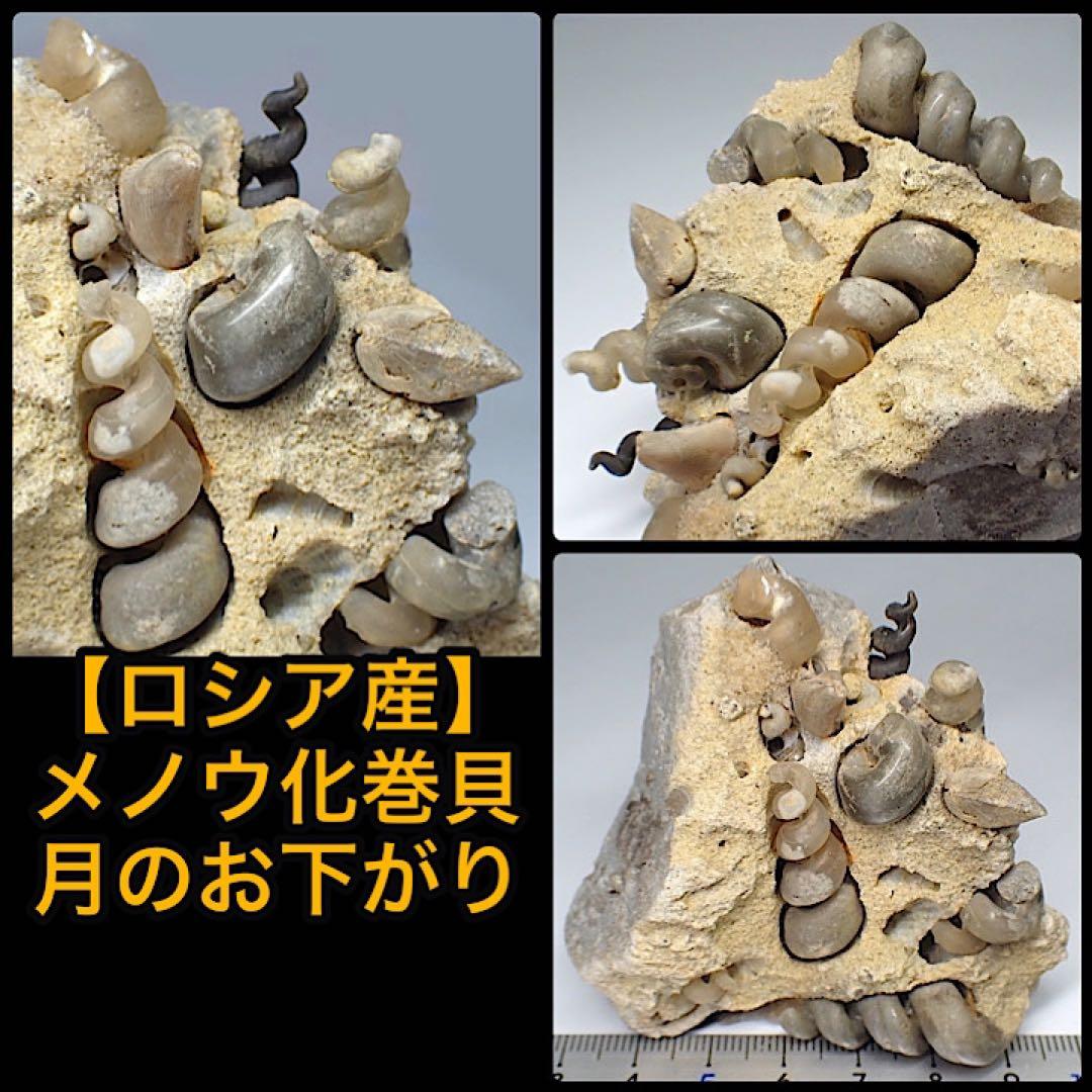 【ロシア/サラトフ産】メノウ化巻貝(月のお下がり)