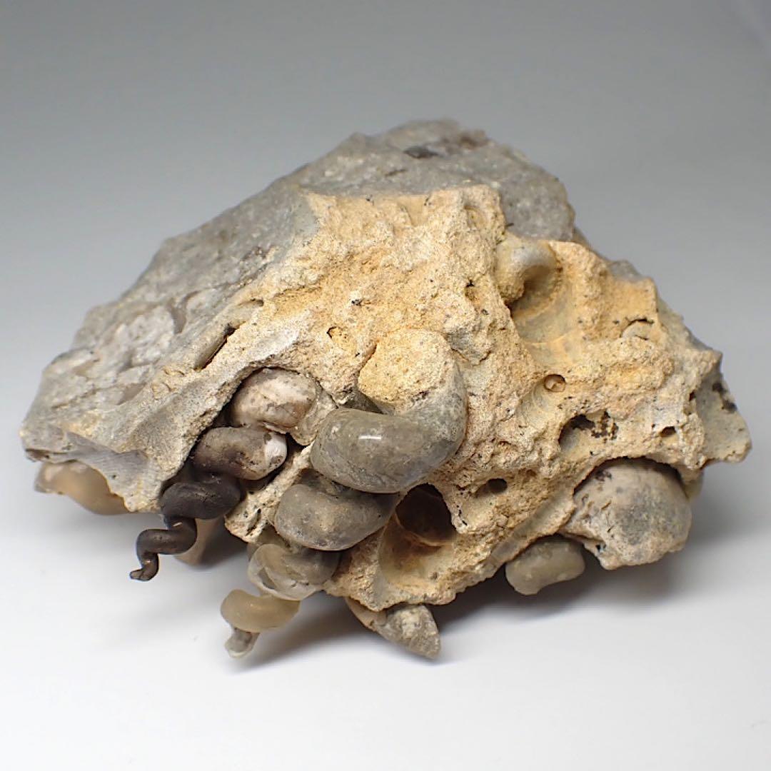 【ロシア/サラトフ産】メノウ化巻貝(月のお下がり)