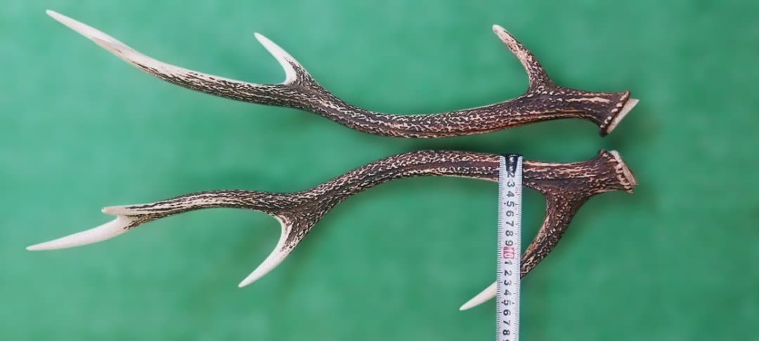 大型日本鹿の天然角 約60cm 左右 2本セット