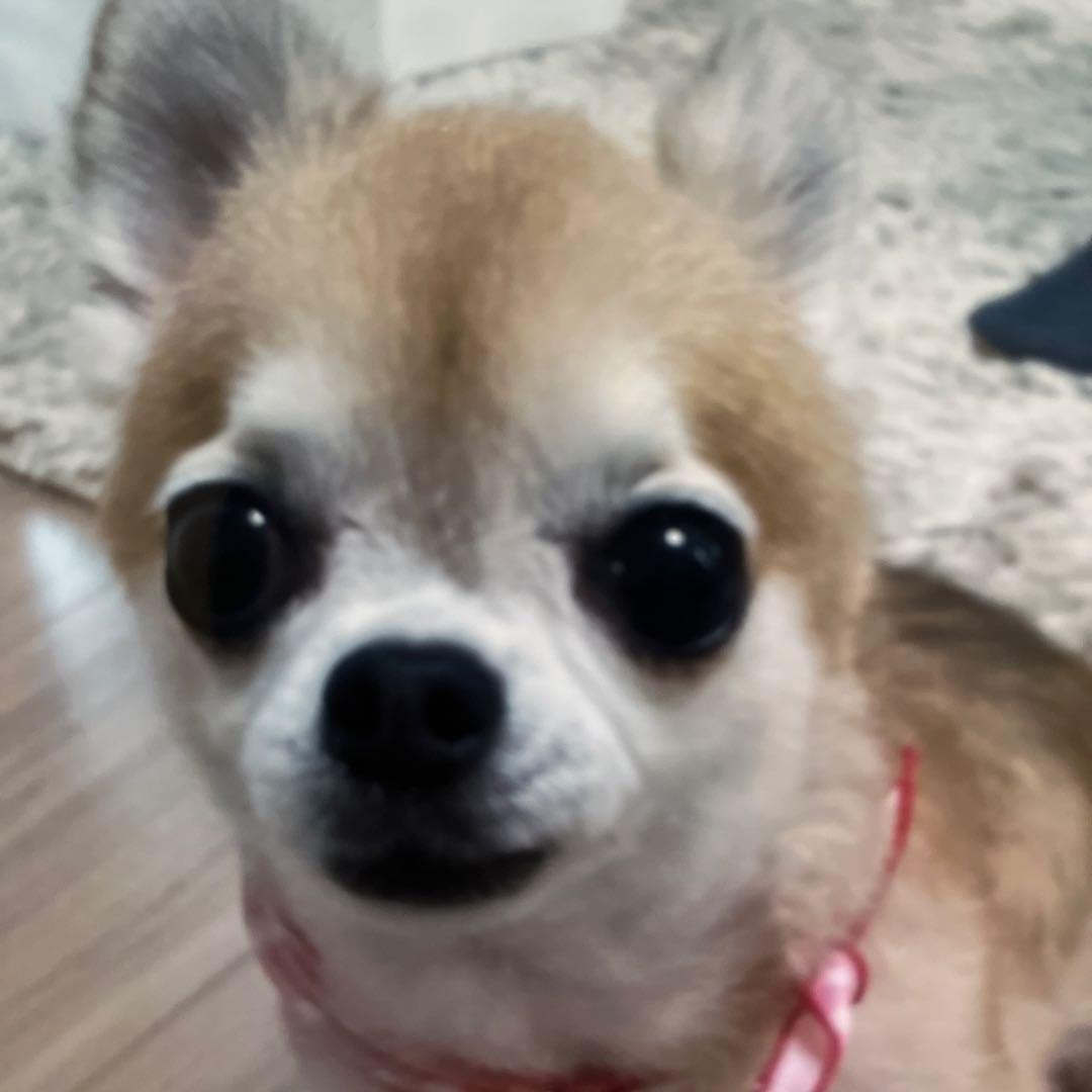 小型犬用手編み服　渡邉真由美