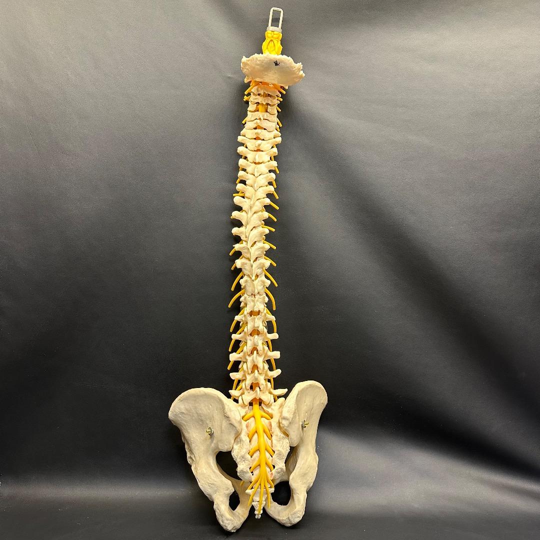 ♡※後右棚c1001 somso 脊柱模型 人体模型 人体骨格模型 約80cm