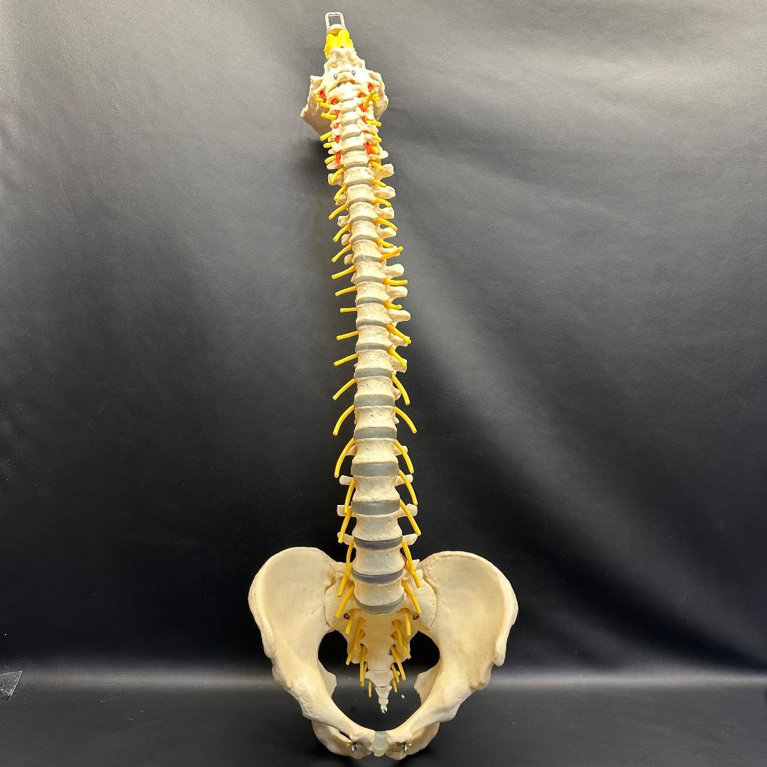 ♡※後右棚c1001 somso 脊柱模型 人体模型 人体骨格模型 約80cm
