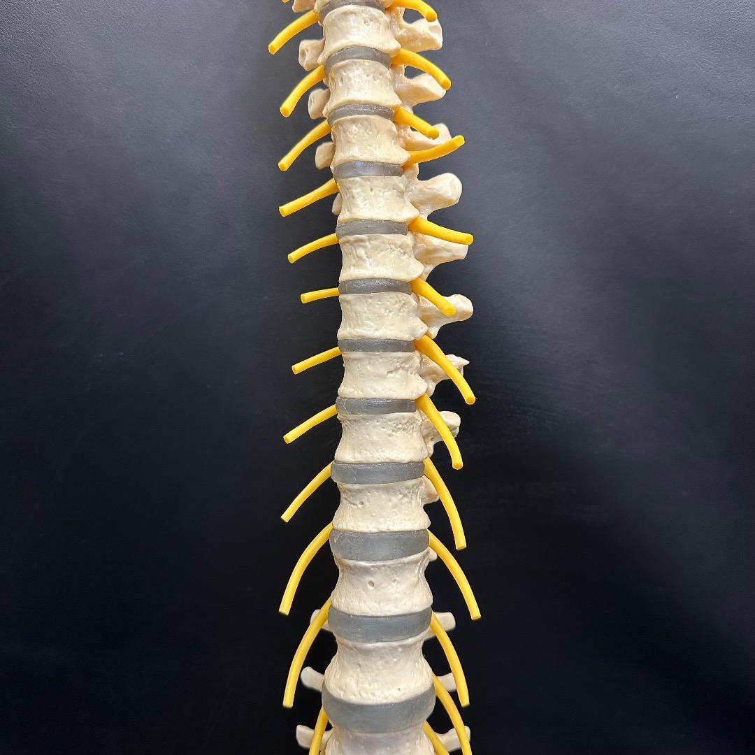 ♡※後右棚c1001 somso 脊柱模型 人体模型 人体骨格模型 約80cm