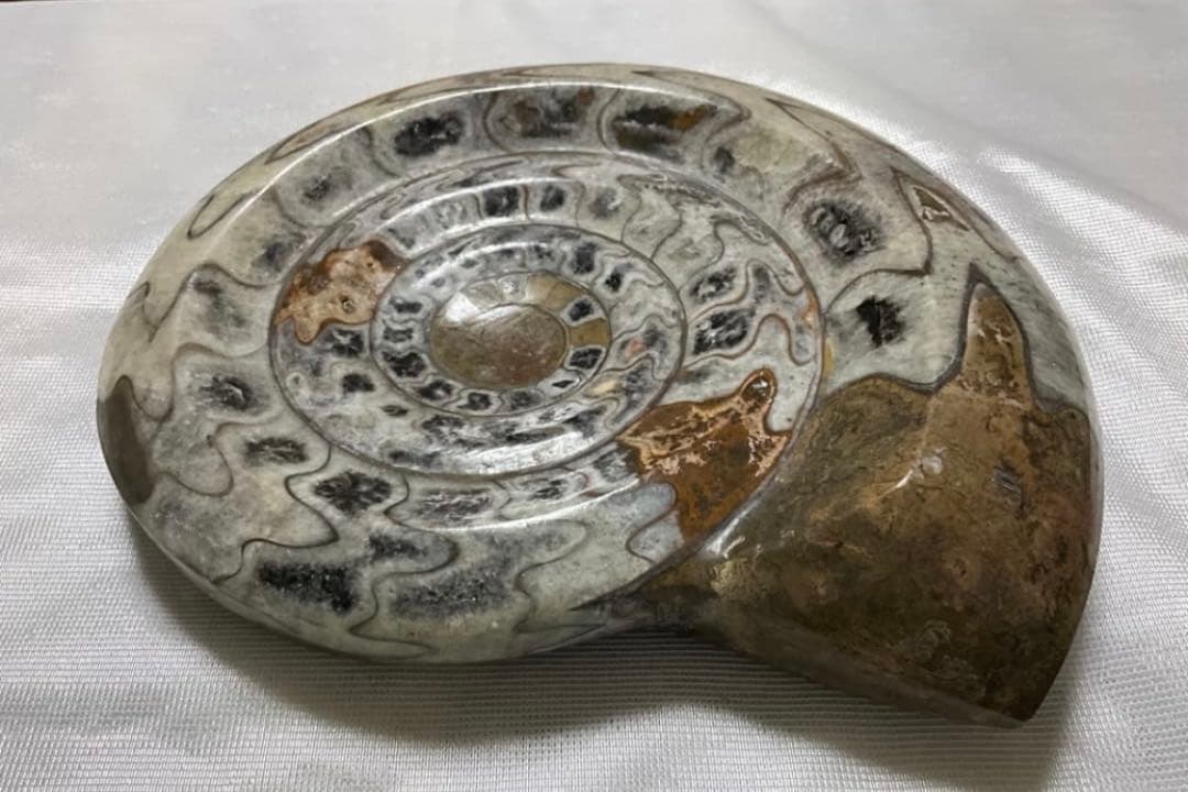 アンモナイト 大 24cm 3kg