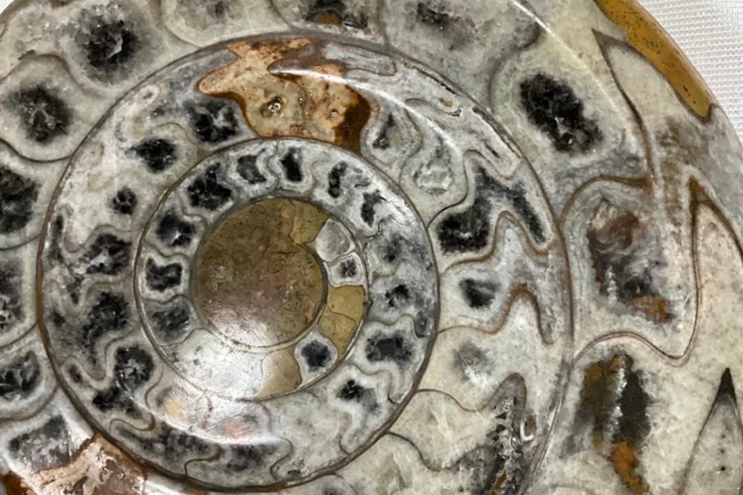 アンモナイト 大 24cm 3kg