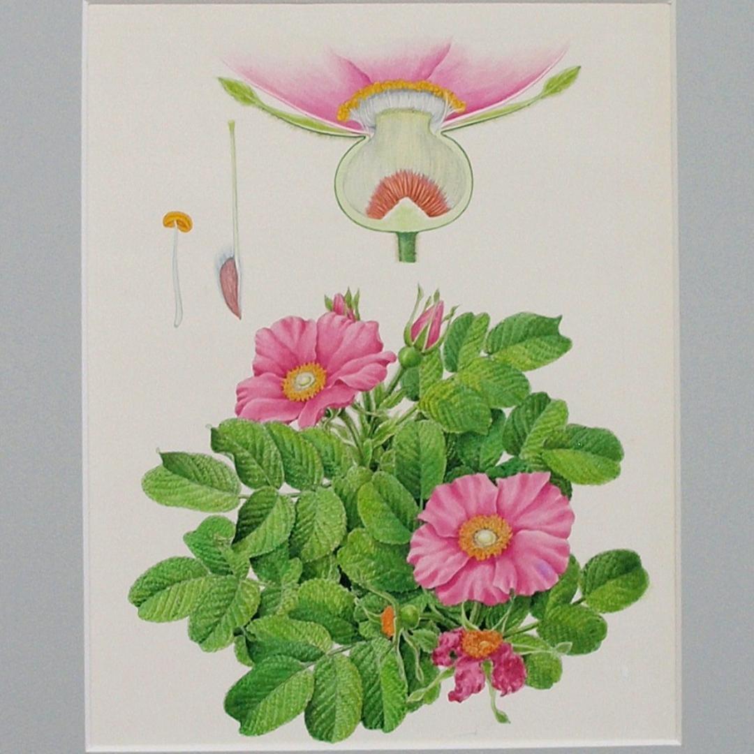 【絵画】ボタニカルアート　「ハマナス」原画