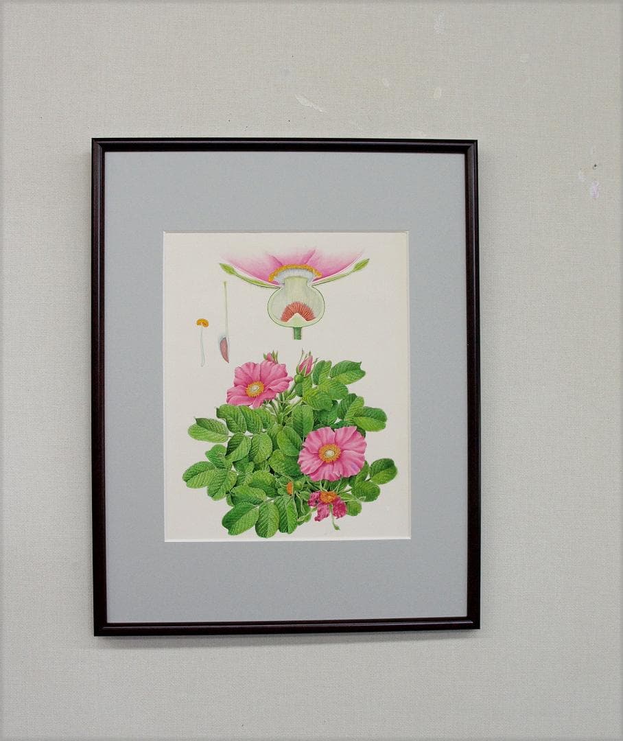 【絵画】ボタニカルアート　「ハマナス」原画