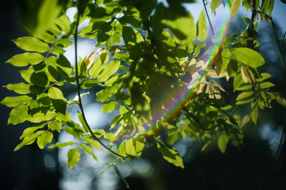 Leica M Summilux 50mm f1.4 Chrome 初期玉1st