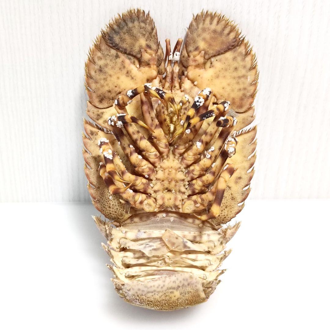 【1点物】セミエビ① 乾燥標本 色彩保存標本 関節可動