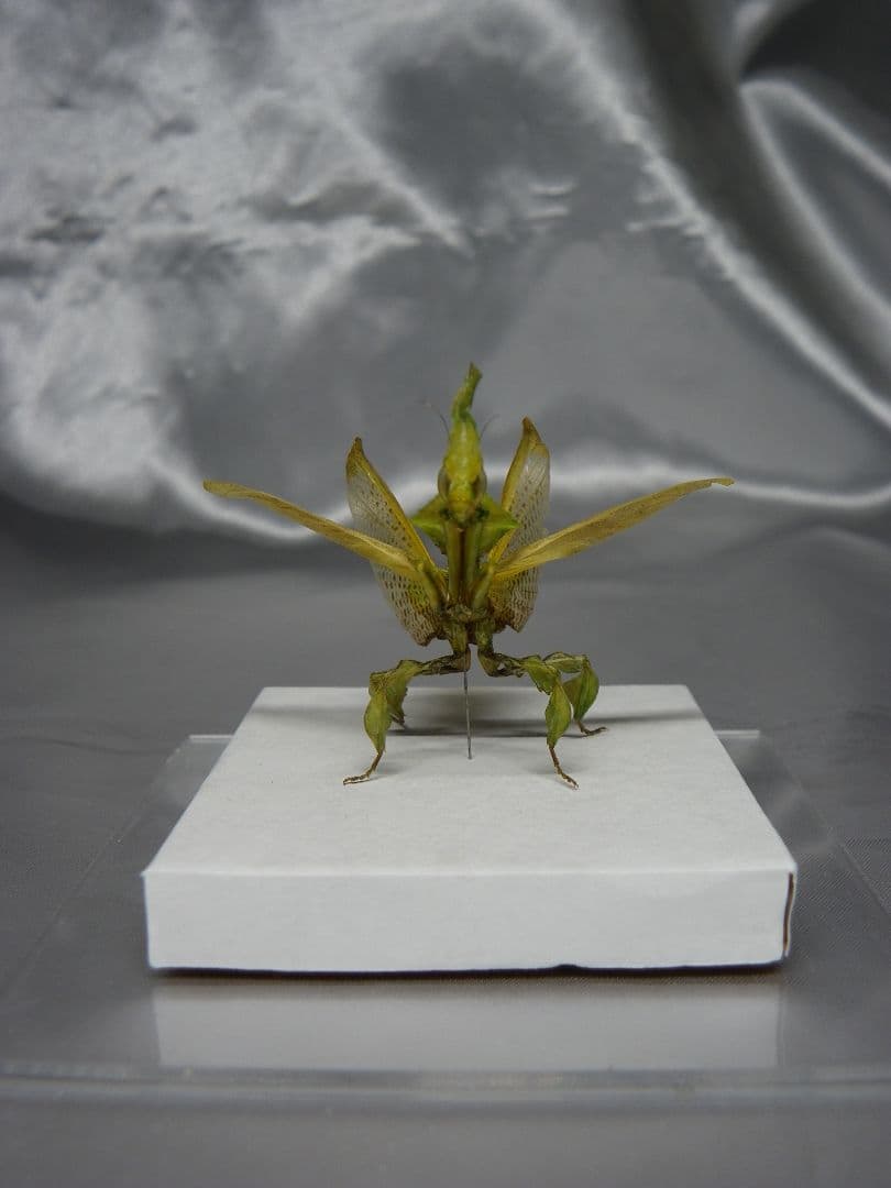 グリーンゴーストマンティス　雌　立体標本