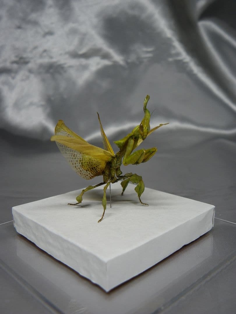 グリーンゴーストマンティス　雌　立体標本
