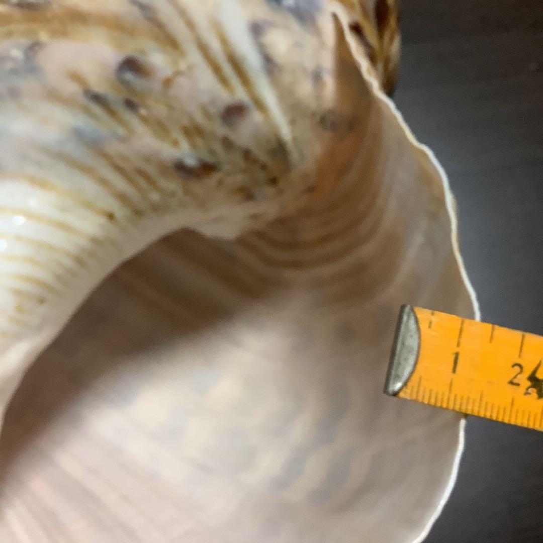 ヤフメリ27・法螺貝・山伏・修験者・戦国武将・縁起物・熊避・グレートトラバース