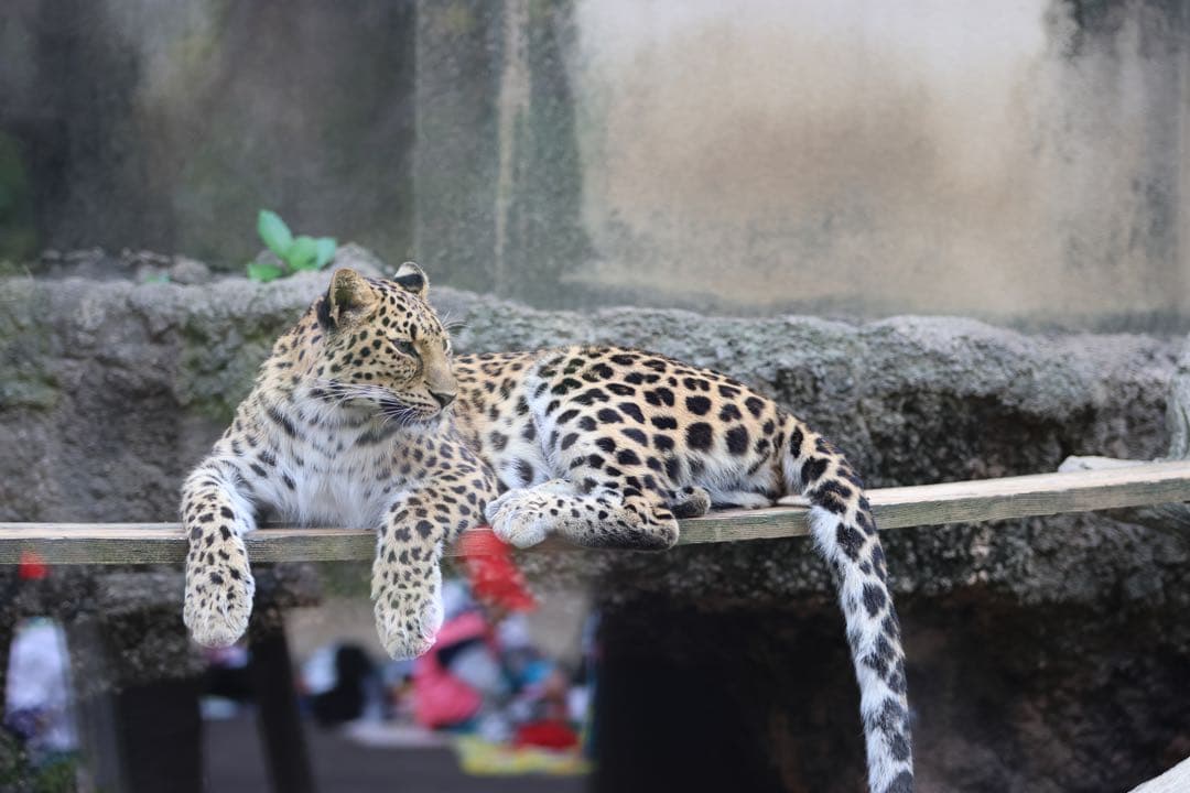 シグマ50-100mm F1.8 DC HSM | Art