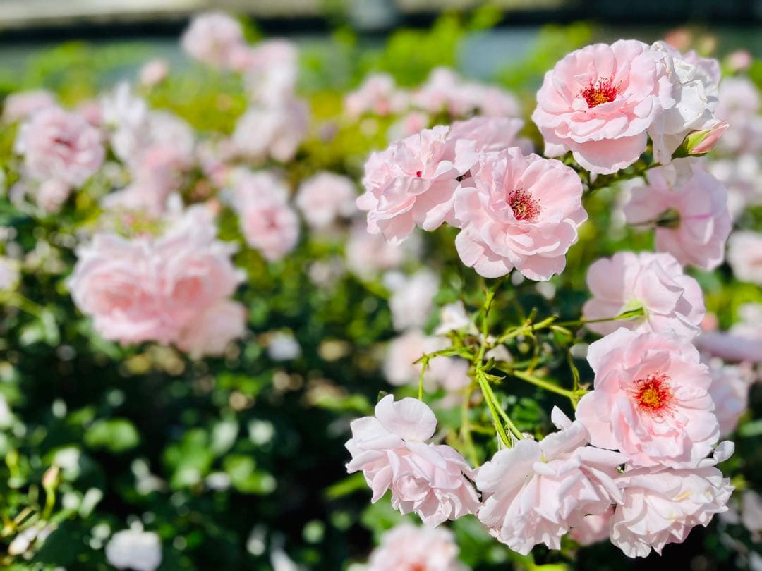 あすぴページ　arne 日本製　伸縮テレビボード 115cm-200cm