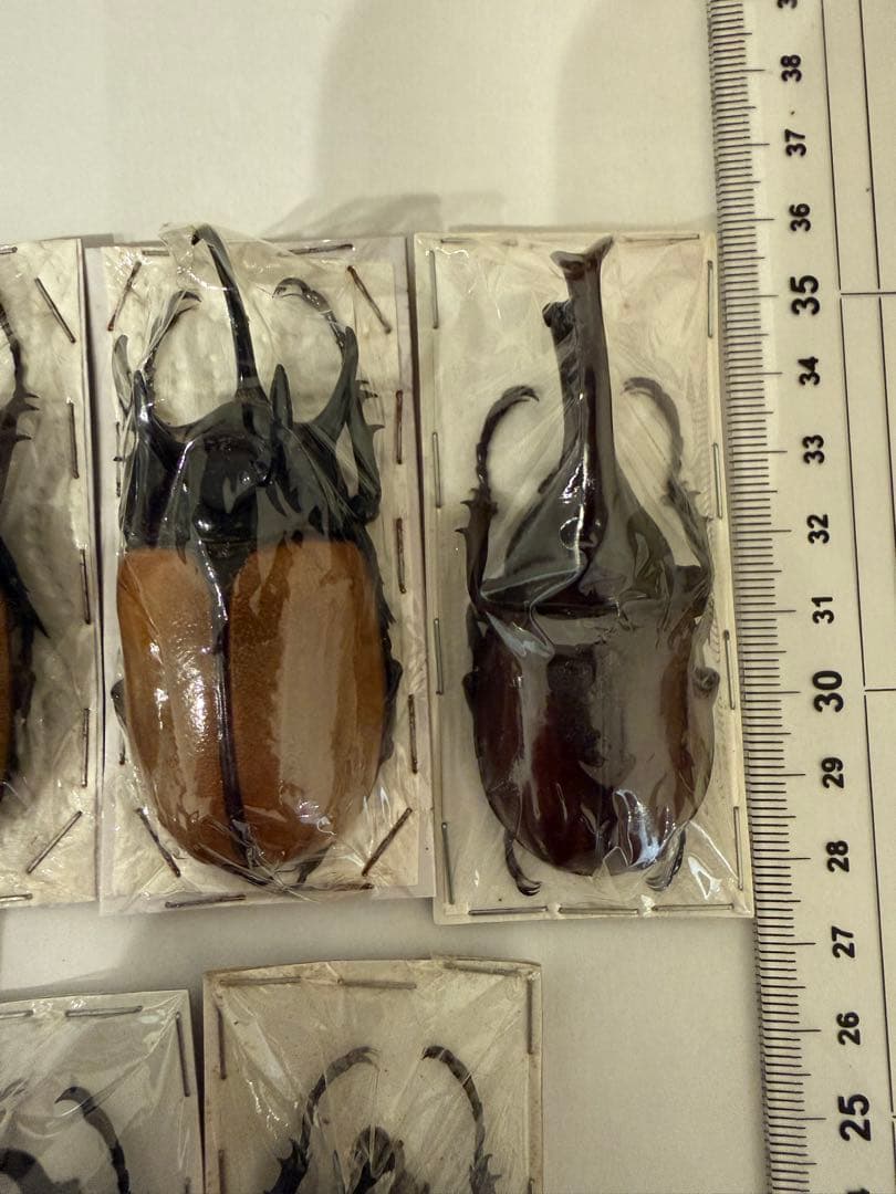 標本　ゴホンヅノカブト　ヒメカブト　未検品