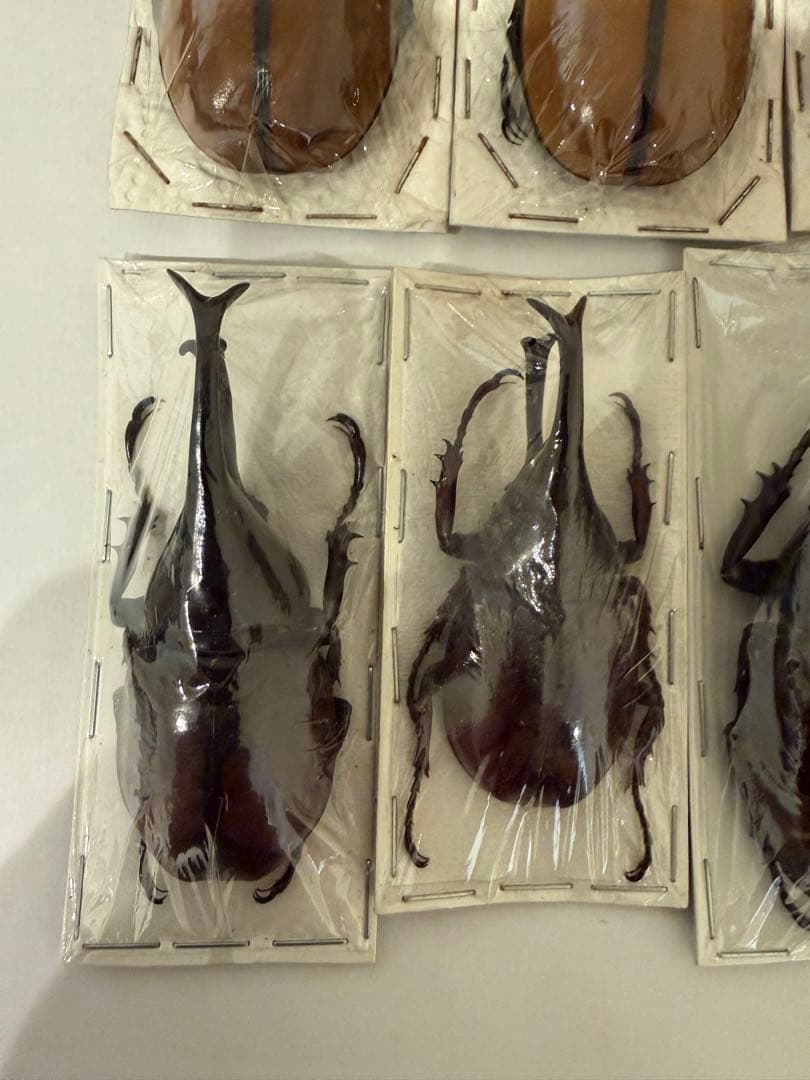 標本　ゴホンヅノカブト　ヒメカブト　未検品