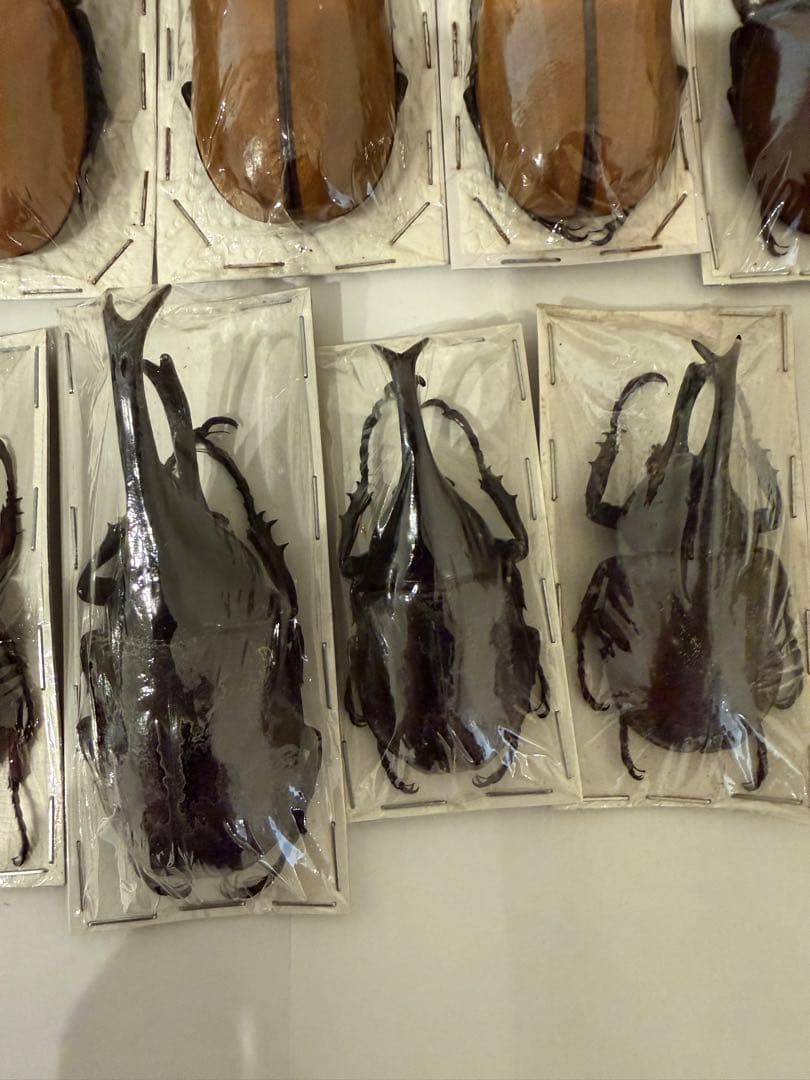 標本　ゴホンヅノカブト　ヒメカブト　未検品