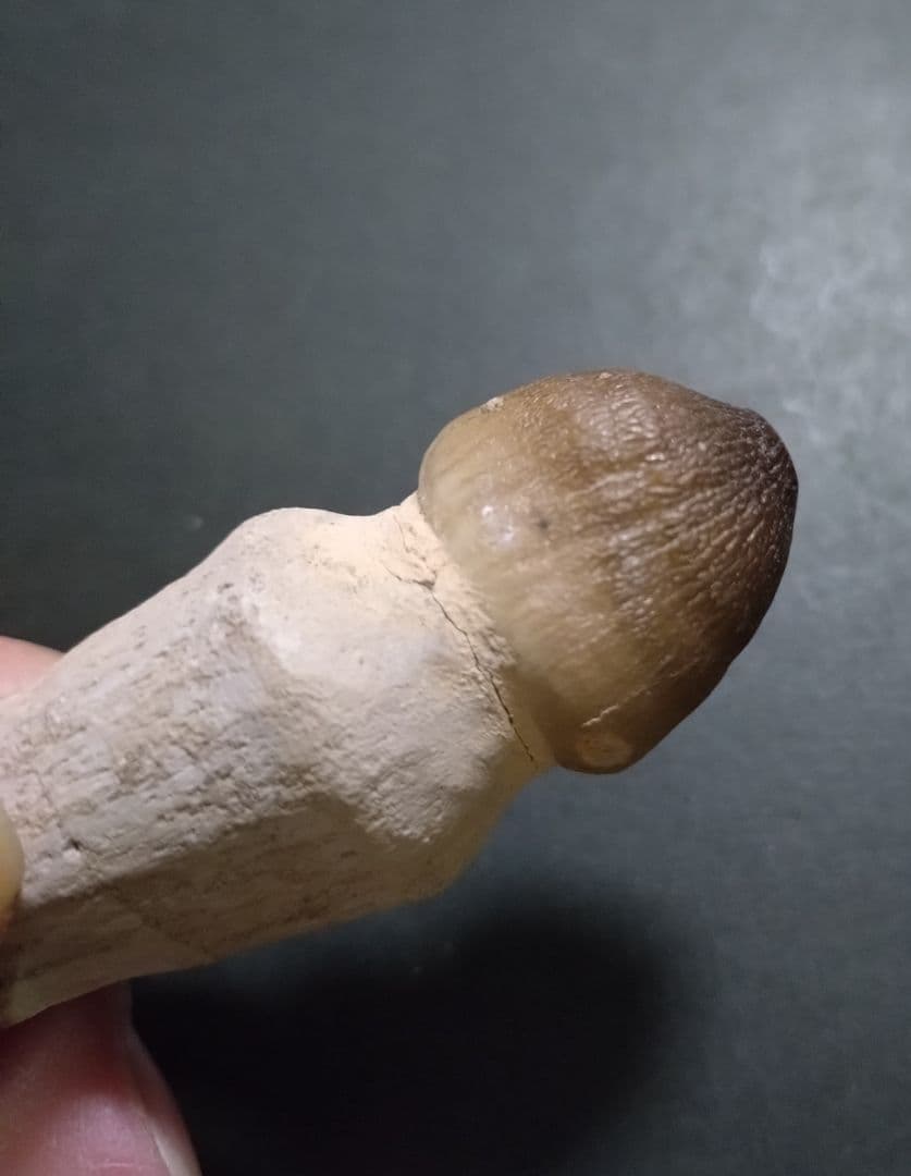 【見比べ美品】恐竜の化石 モササウルスの歯根付 ノーマルとグロビデンス