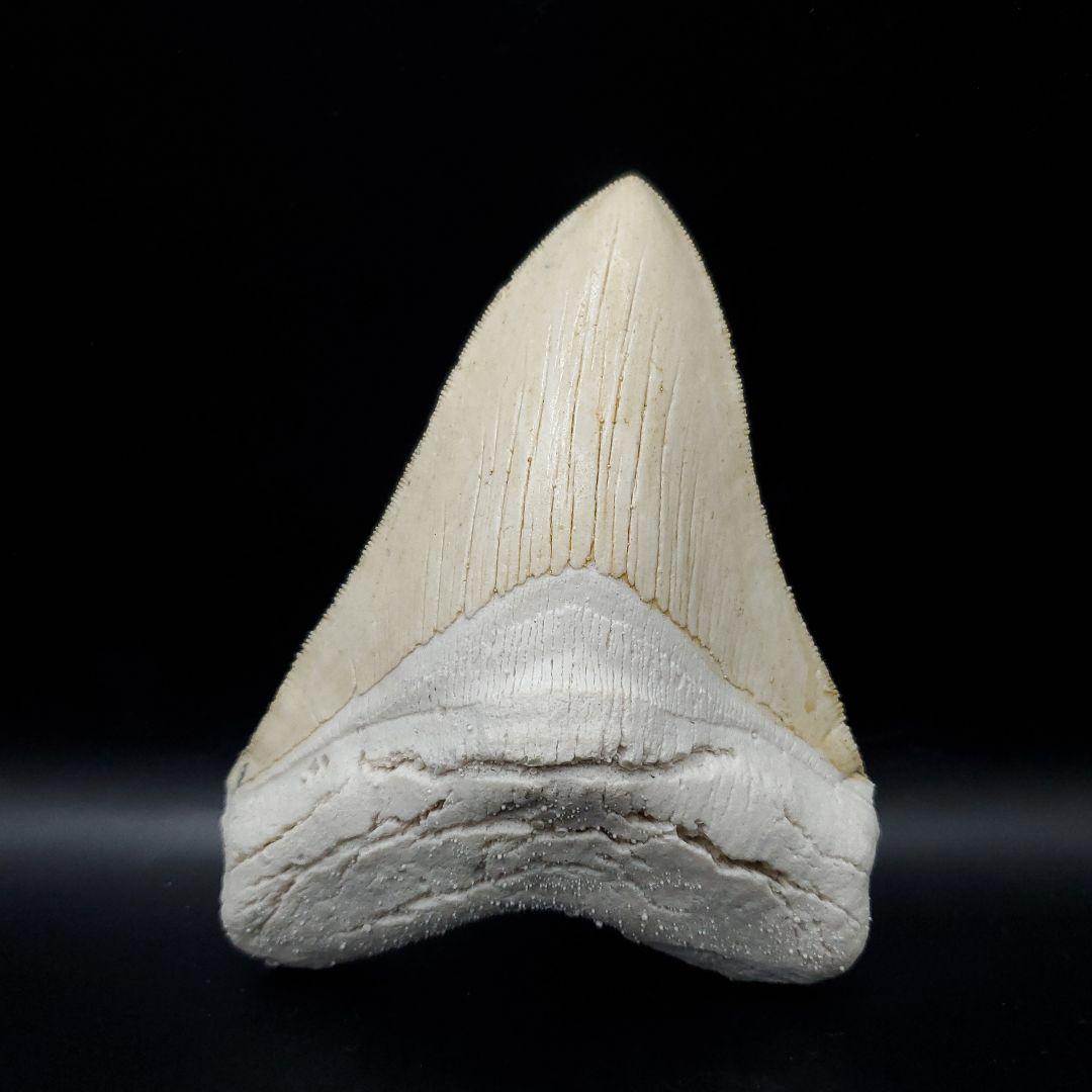 美品 メガロドン 歯 化石 レプリカ 119.96mm  mgr23