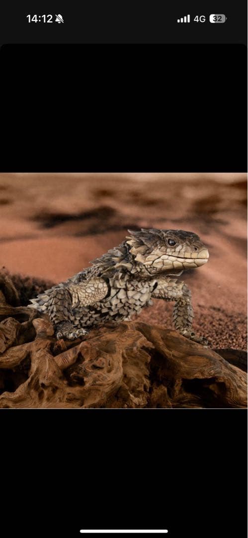 最安値　いきもの大図鑑アルティメット オオヨロイトカゲ 新品未開封 ❶