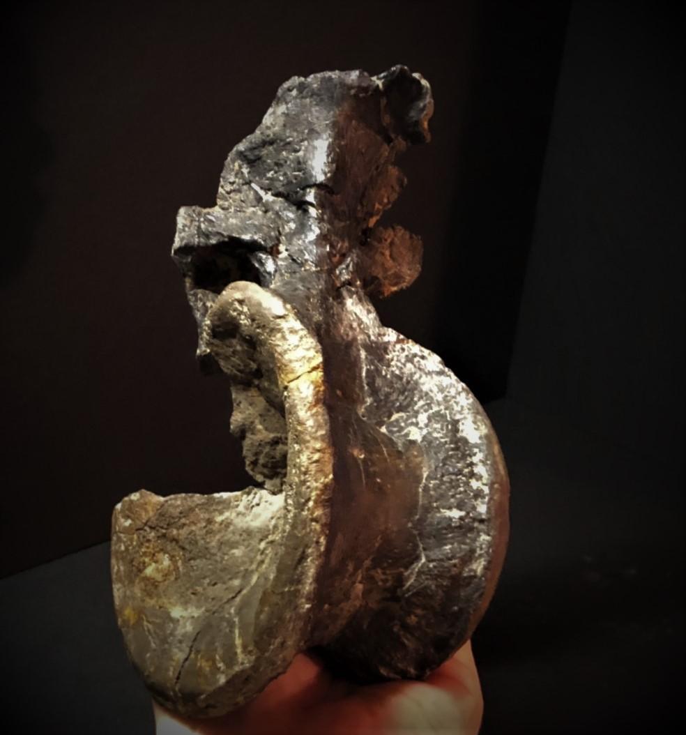 超希少！イギリス産肉食恐竜ネオヴェナトルの脊椎骨！　値段交渉可能