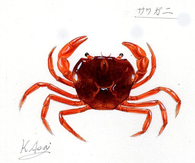 生物細密画（水彩）「サワガニ」