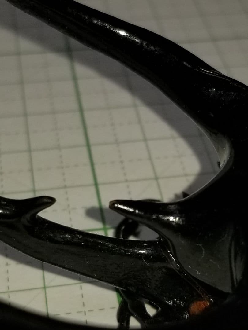 標本　タイリクコーカサス　大型121㎜UP