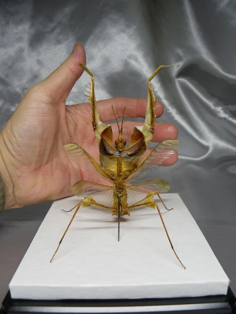 ニセハナマオウカマキリ　雄　立体標本