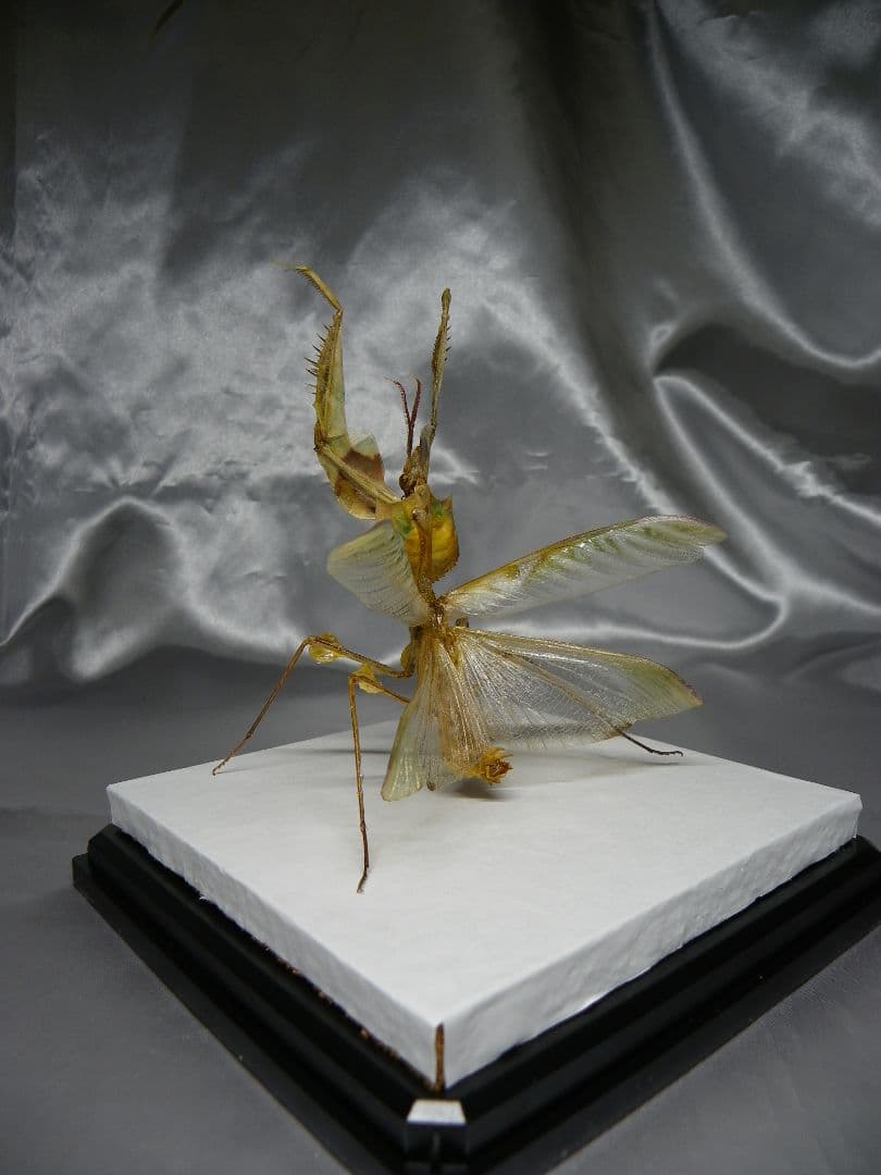 ニセハナマオウカマキリ　雄　立体標本