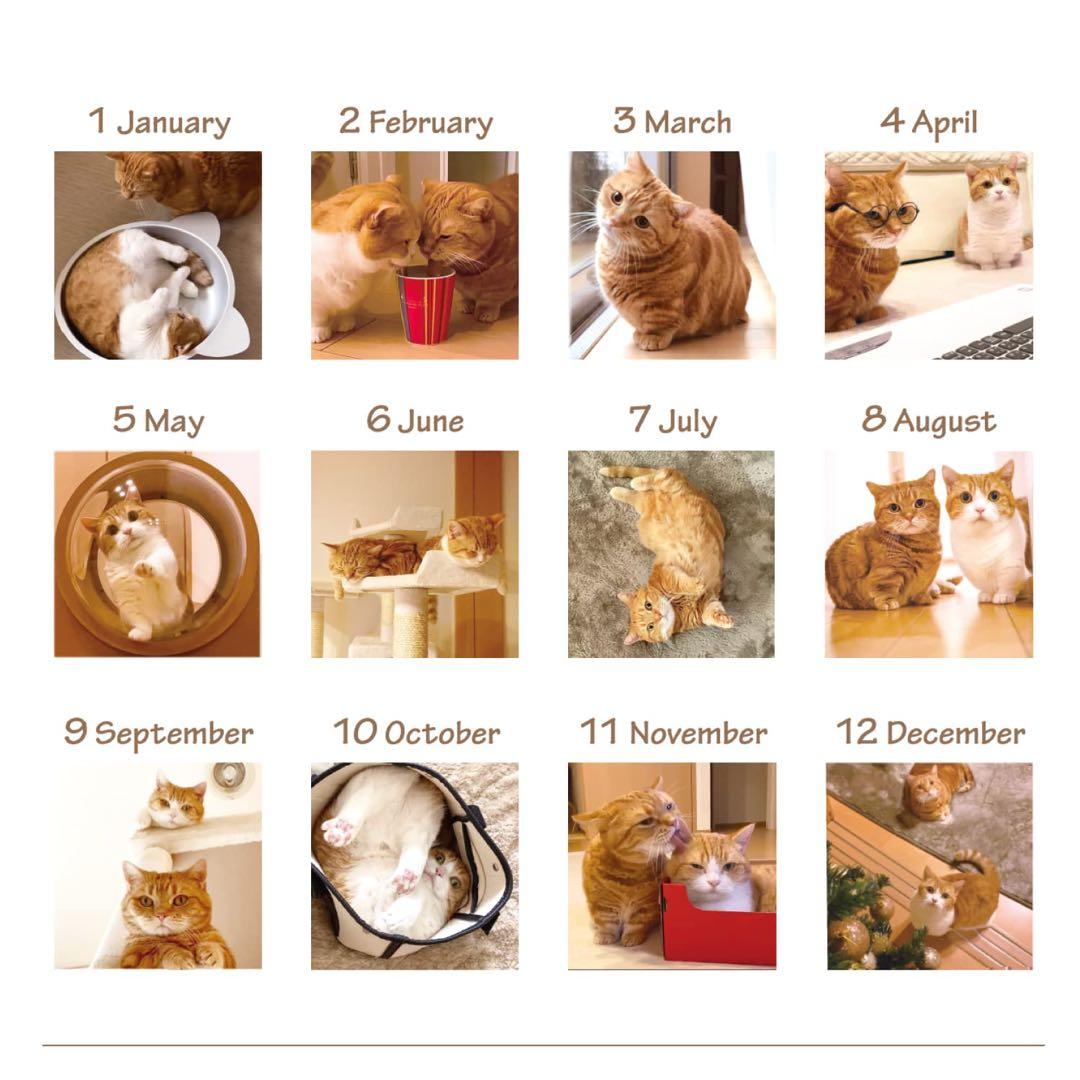 2023年　茶太郎ときなこ　壁掛け　カレンダー