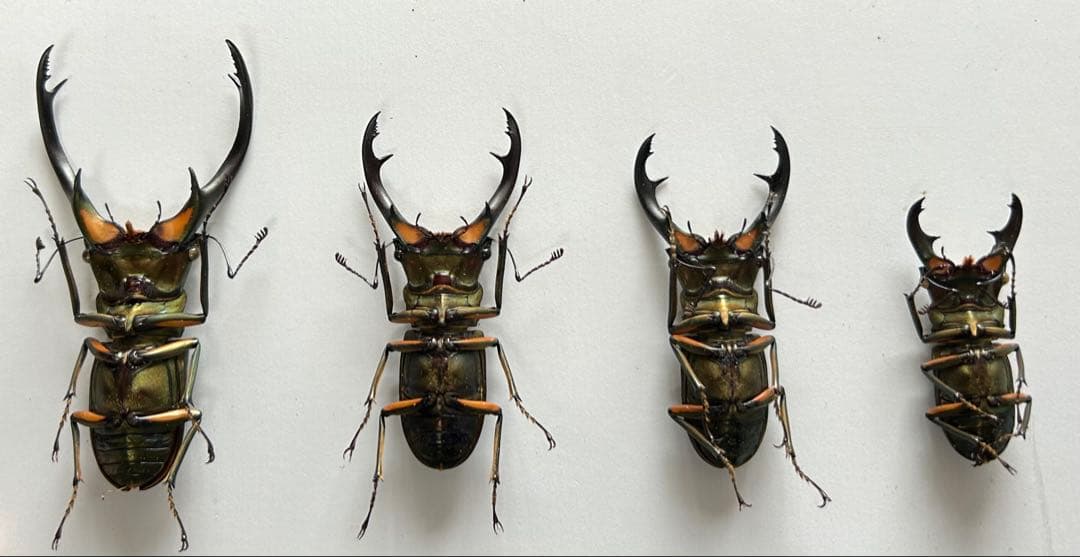 【昆虫標本】エラフスホソアカクワガタ♂82㍉他 4頭セット
