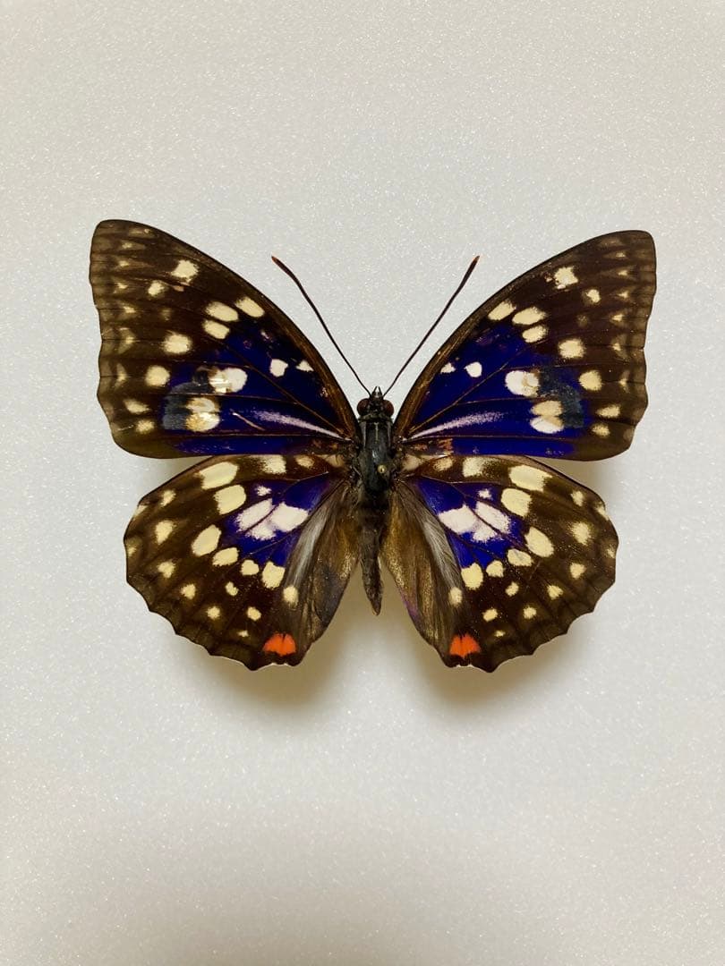 【別売り可能】1ペア オオムラサキ（四川省/中国）