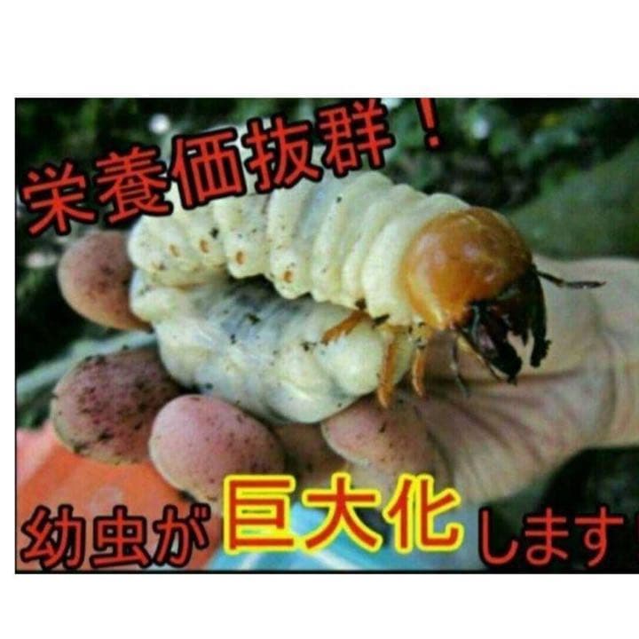 極上！ヒマラヤひらたけ菌糸瓶1500ml【7本】トレハロース、キトサン強化配合！