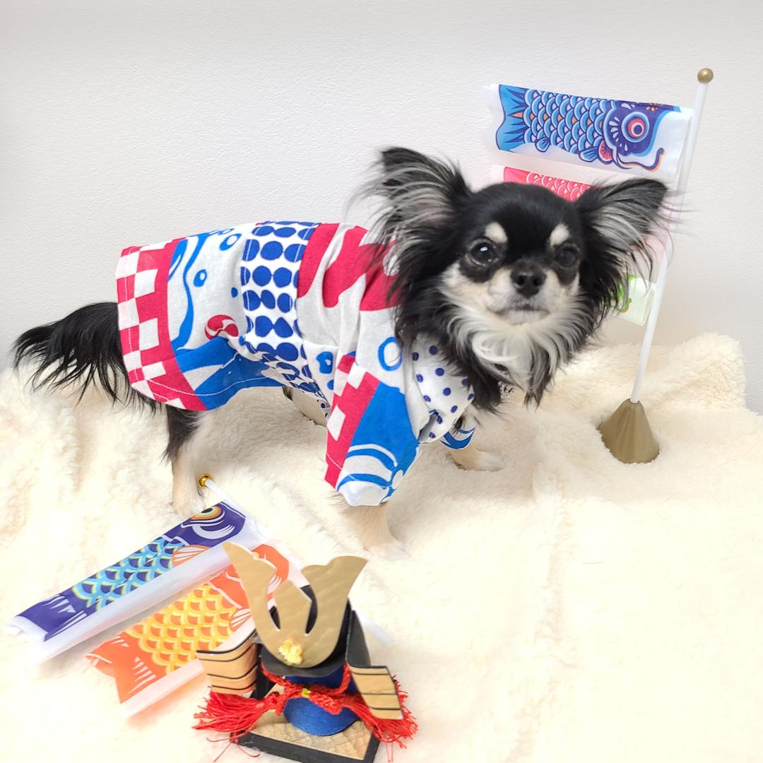 まっぺ！犬服  Ssize 法被コスチューム ウェア no18