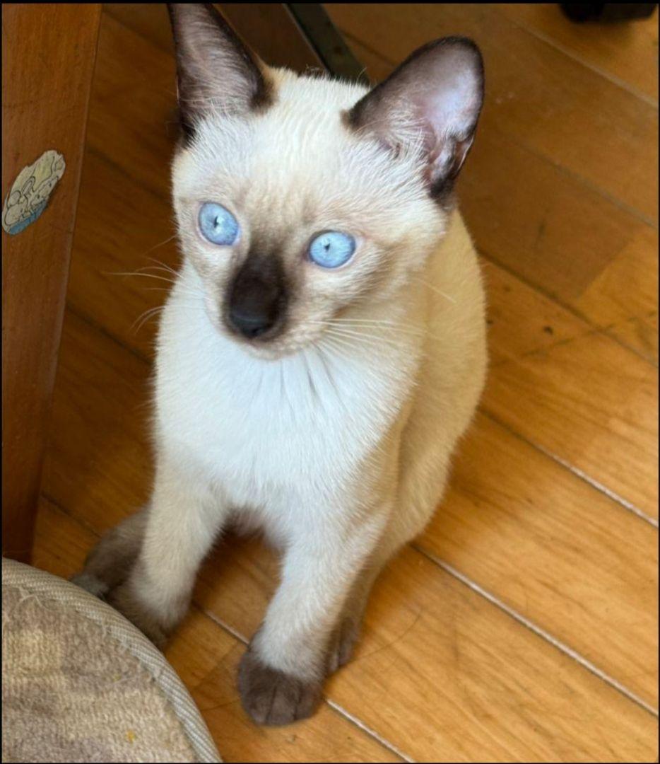 【みみみ】iPhoneケース♡