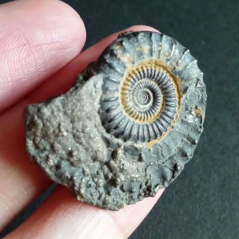 化石標本　アンモナイト　32mm　英国産