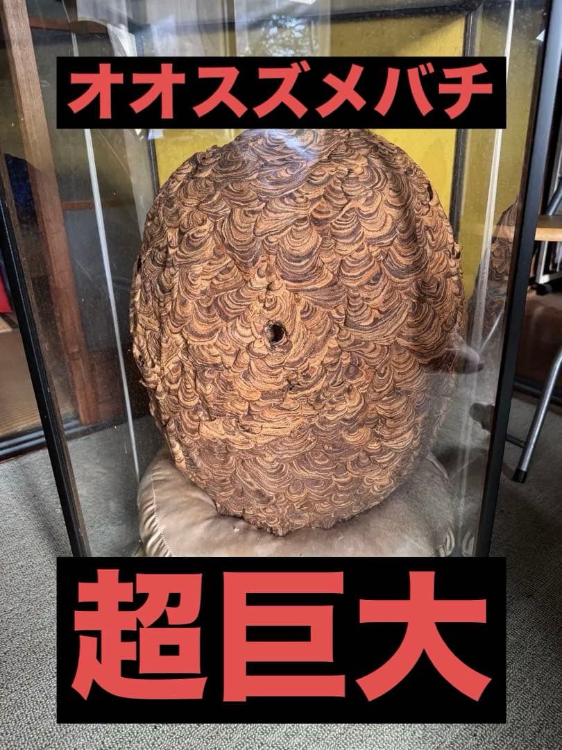 【希少性◎】30年以上前のオオスズメバチの巣標本 ガラスケース入り