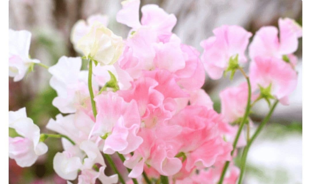 luckyhappyさま専用