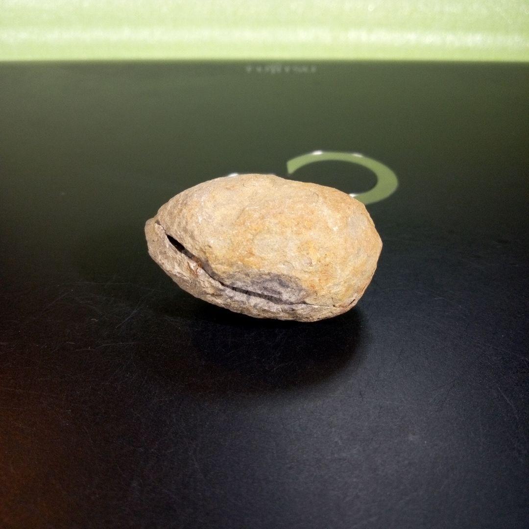 三葉虫　化石　fossil　海　ボリビア産　trilobite　ボリビア化石郡①