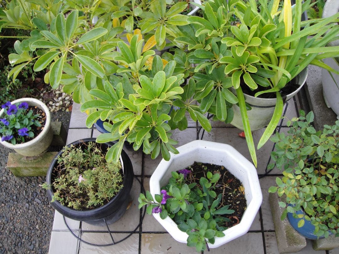 ☆動作OK SONY デジカメ DSC-T900 メモリースティック&電池付き