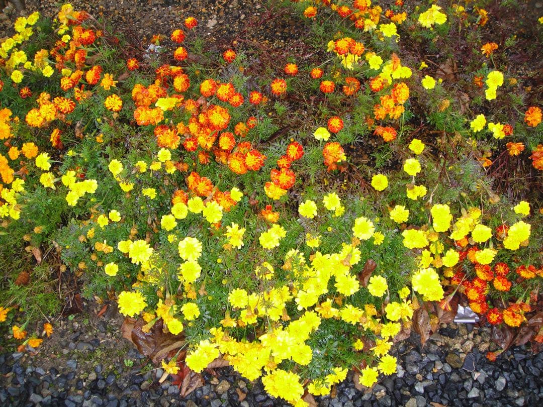 ☆動作OK SONY デジカメ DSC-T900 メモリースティック&電池付き