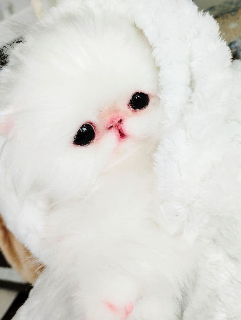 子猫♡寝起きのシロップちゃん♡アートドール♡ぬいぐるみ♡