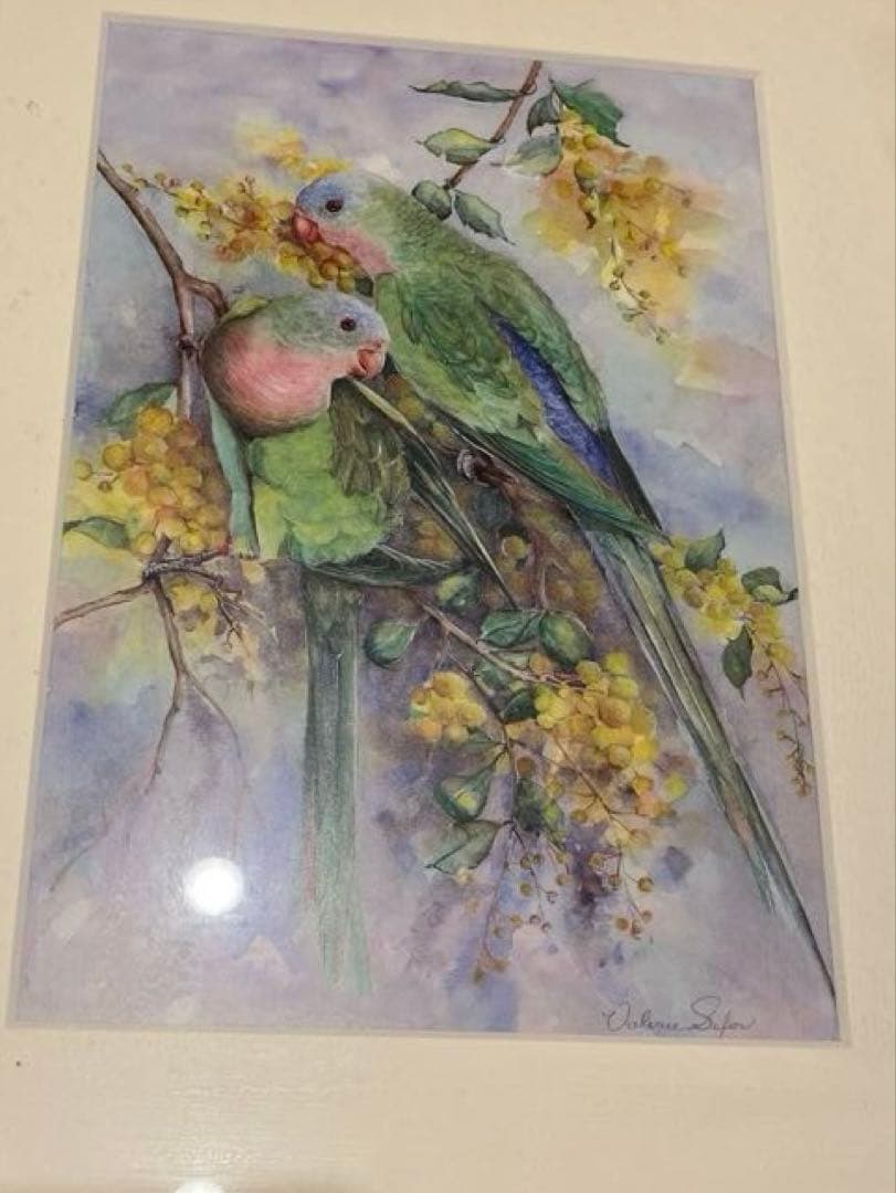 モモイロインコ、テンニョインコの絵画セット