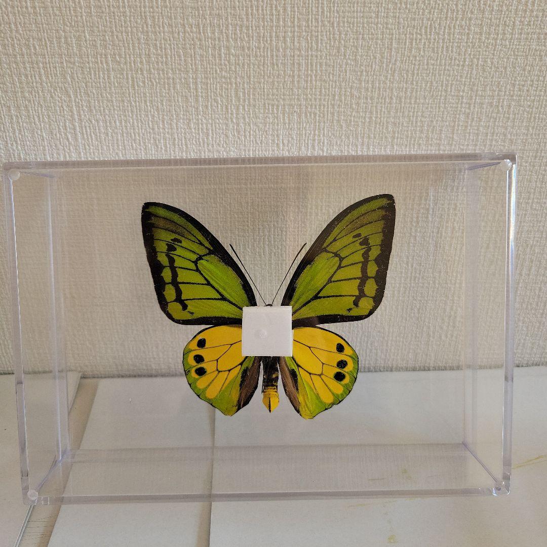 蝶の標本　トリバネチョウの王様(珍珍A)