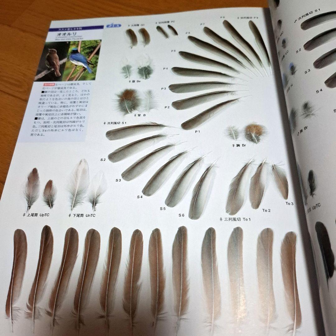 羽 原寸大写真図鑑　高田勝/著 叶内拓哉/著　ポスター付録付き