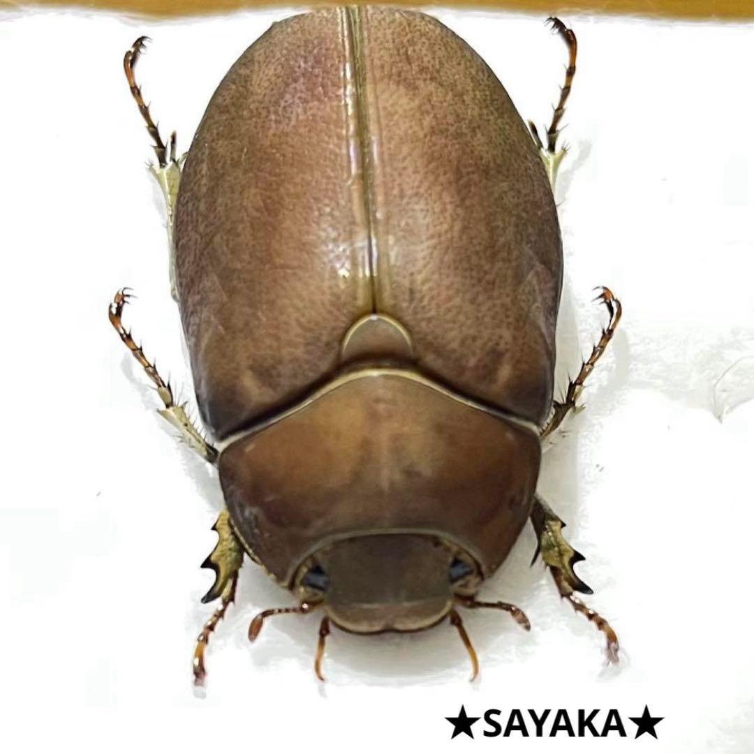 ★昆虫標本★【オスモウサンコガネ】