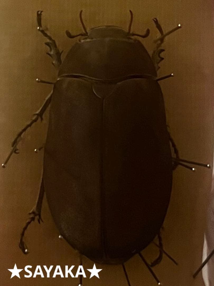 ★昆虫標本★【オスモウサンコガネ】