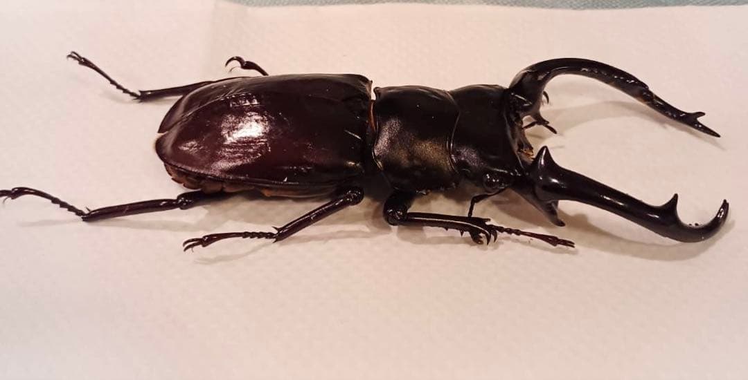 ウエストウッディオオシカクワガタ 原名亜種 オス標本