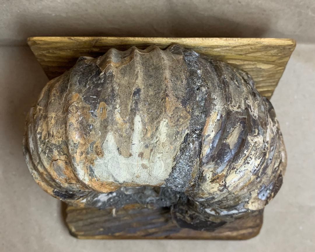 アナパキディスカス　北海道　羽幌産　殻付き　アンモナイト　化石　メヌイテス