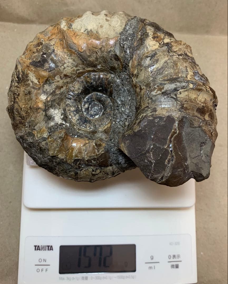 アナパキディスカス　北海道　羽幌産　殻付き　アンモナイト　化石　メヌイテス